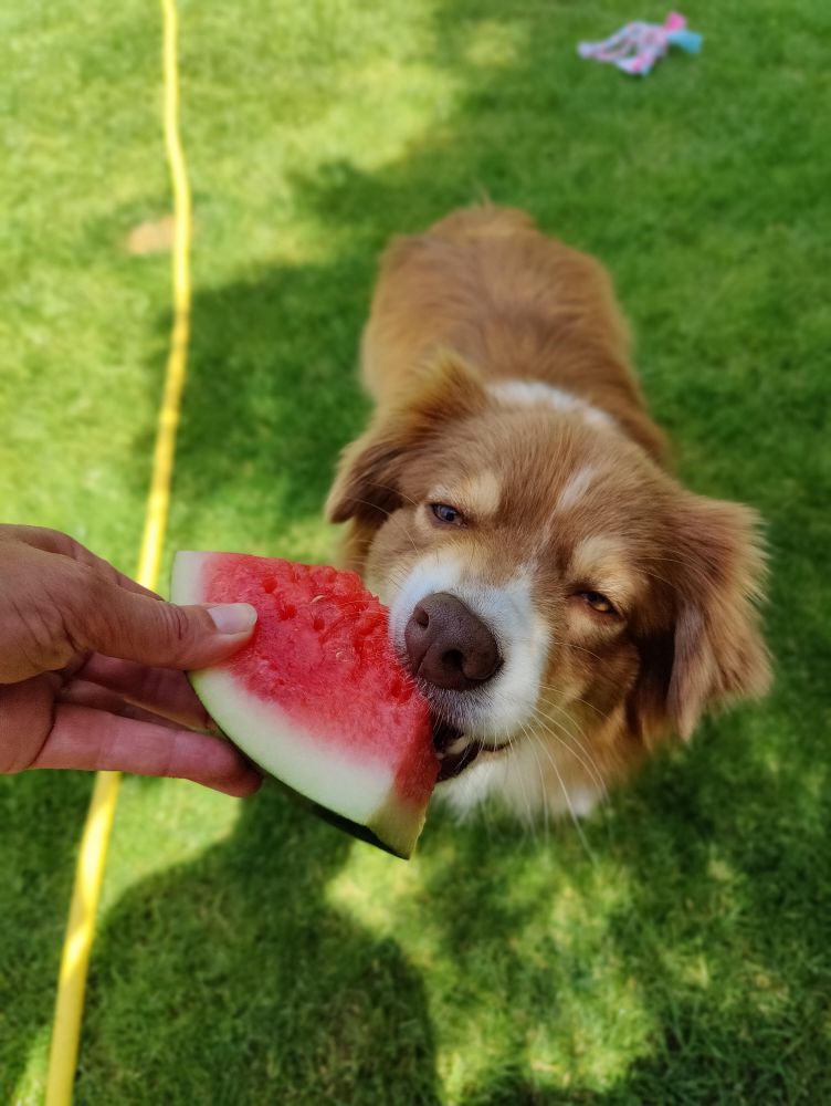 Tropische temperaturen