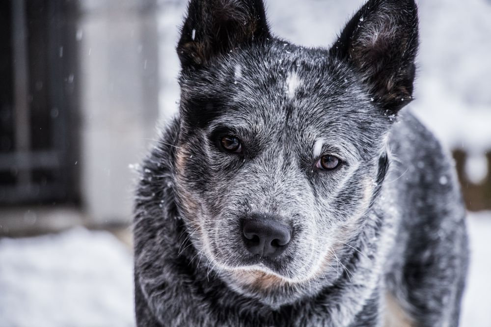 Senior hond