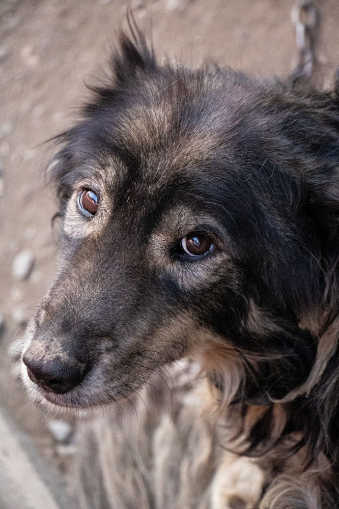 Senior hond